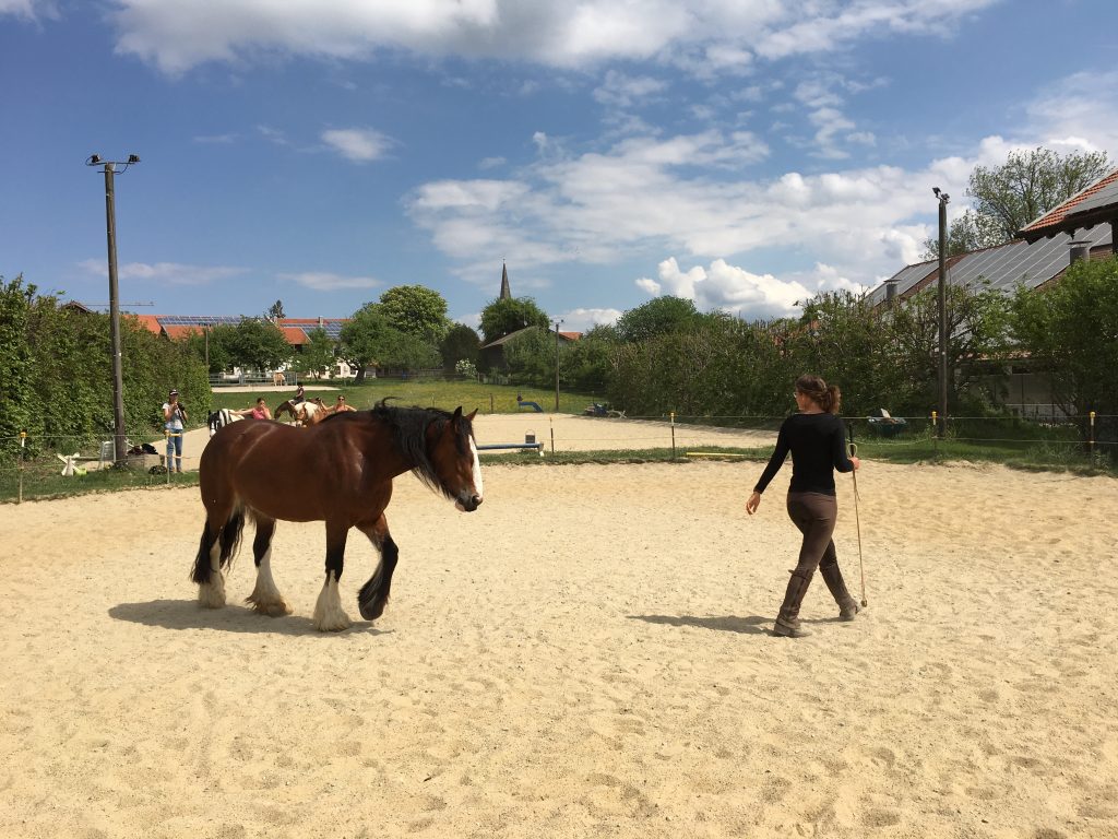 Pferd folgt einer Person freiwillig